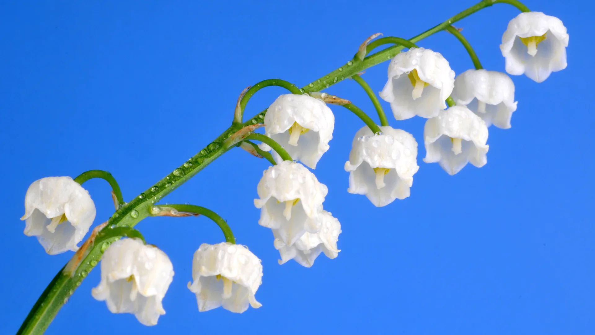 Muguet du 1er mai